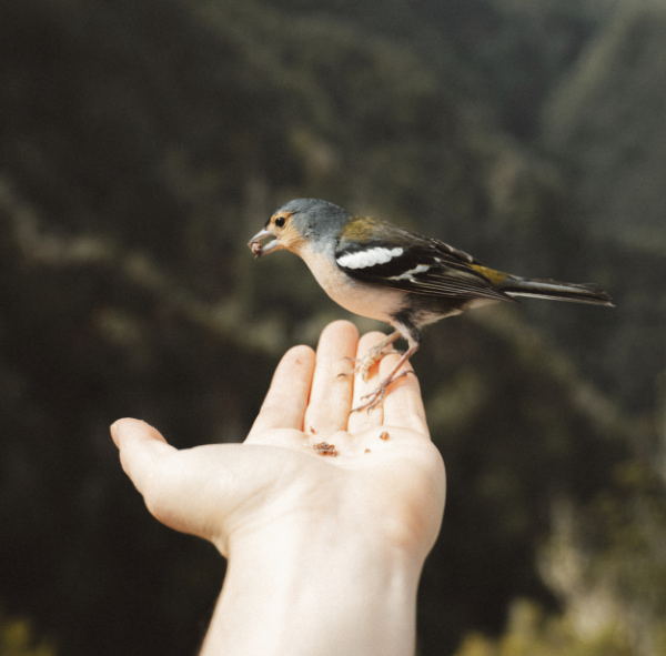 Imagen del pájaro comiendo de una mano humana